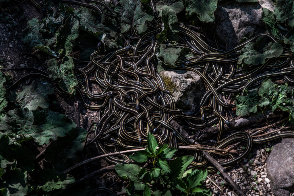 This den is located in Canada, as Garter Snakes will travel there in the hundreds of thousands to breed.